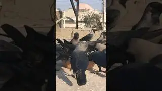 Crowing Crows The Huge Numbers Of Crows Wildlife Black Animals & Birds #shorts 🌿❤️&zwj;🩹🍁💝&hearts;️💐👍🎉🌞🌼🎊💮