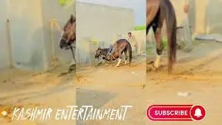 Very Dangerous Horse in Angry Mode/Khatarnak Gorra/#horselover #nezabazi #horseracing #horseforsale