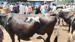 తుని ఆవుల సంత // tuni cows Market // every Sunday Market