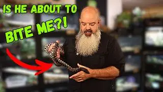 Mastering Snake Behavior & Body Language