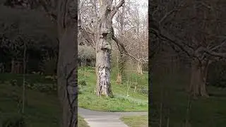 Human Face in the Tree!