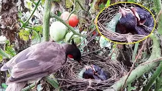 Parent Saves baby bird from Death by helping eat Oversized Grasshopper ||| Red Whiskered bulbul bird