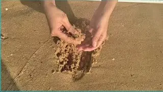 KEANEKARAGAMAN BIVALVIA DI PANTAI SOWAN