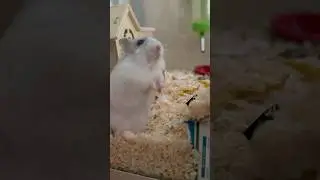 Playtime with winterberry #hamster #pets #animals #friends #cute #training #trust #play #happy #fun