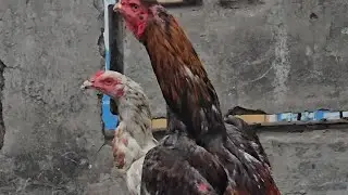 ASEEL HOME BREED #assel Dubai &pakistan 🥰