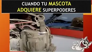 CUANDO TU MASCOTA ADQUIERE SUPERPODERES 🐶 MIRA como lo supervisa todo y DETECTA la FUGA DE VOLTAJE