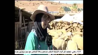 فاطمة الزهراء.. بيطرية من ولاية سعيدة تعيد استغلال النباتات الطبية لعلاج الحيوانات الأليفة