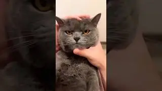Entertaining Videos for Cats #entertainingcat #funny cats#funnykittens