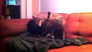 Hipster Dog Wrestling