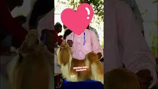 MY BOY MBOB MRBOB MBIG MRBIG CACIB WINNER INDIAN CHAMPION MR.ROBIN 🏆 SHOW PERFORMANCE &hearts;️ #love #pet