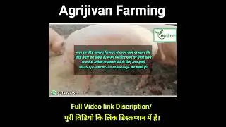 सुअर पालन फार्म कैसे चालू करें | suar palan ki training aur jankari kahan milegi |