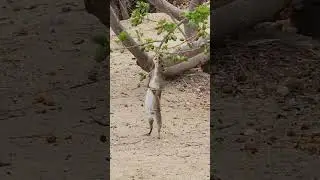 Moc&oacute; vocalizando e comendo siriguela #bichos #animals #animais #natureza #caatinga