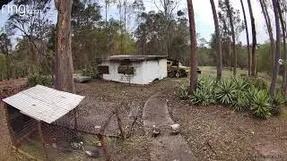 Guinea Fowl protect Babies from giant Lizard!