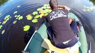 Воблер Pontoon21 Bet-A-Shad 75SP-SR ловит и окуня и щуку,летом в жару!