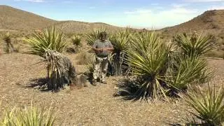 Way of Things: The Yucca Tree
