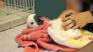 Taking my parrot to the vet #parrot #health #newvideo #youtuber
