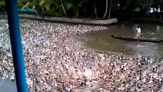 Duck herding on the backwaters of Kerala