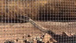 Snake Fence Demonstration