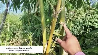 Tulda bamboo plant in Dhar Madhya pradesh Sanjay Aleriya 7000414930,8462980916 