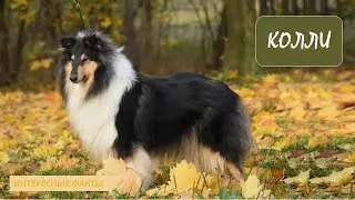КОЛЛИ🐕/Животные life/Собаки/Животные/Интересные факты