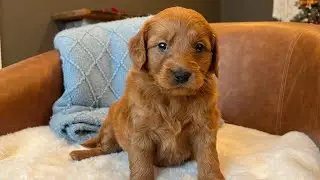 Mini Goldendoodle Puppies 