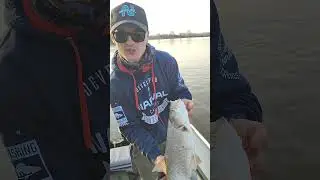 Commander Shad от Narval и жерех из коряжника 🔥