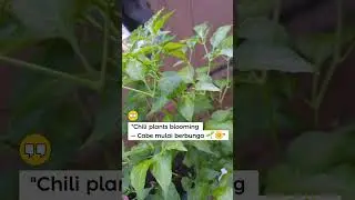 Chili Plants Blooming &mdash; Cabe Mulai Berbunga 🌱🌼