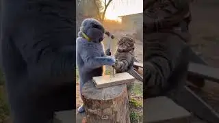 The hilarious fight between construction site cats #funny #cat #animals #cute #funnyanimals