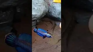 CARA MENANGKAP IKAN CHANNA DI SUNGAI, CHANNA LIMBATA - IKAN CHANNA #shorts #channa #limbata #viral