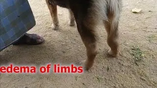 ehrlichiosis in dog how vet treated/canine hemorragic fever/canine typus/rickettsiosis/pancytopenia