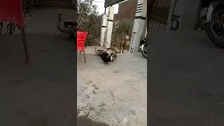 Ducks 4 Running Duck | buttg tv |