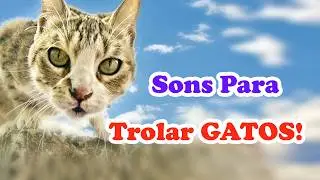 Miados para trollar gatos! Gemidos e miados para trolar GATOS!
