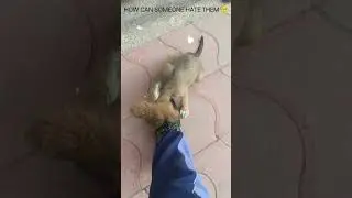 Aww Cute puppy #viral #shorts #cute