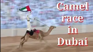 amazing Camel race 2023
