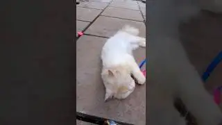 fancy cat #white cat#cute cat#cat short#fancy cat #Persian cat #Long teile cat