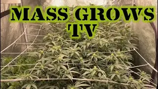 Michigan Mix Soil vs Bottled Nutrients- 2nd Week Of Flowering