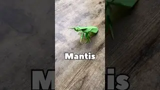 DIY PAPER MANTIS ORIGAMI WORLD TUTORIAL | HOW TO MAKE A MANTIS FROM PAPER EASY STEP BY STEP