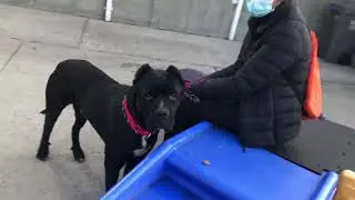 Humble 107027 / lives up to his name / NYCACC