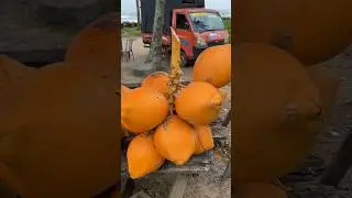 Healthy Drink - $0.30 King Coconut in Sri Lanka #shortsvideo