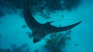Belize, Turneffe Atoll, 2020