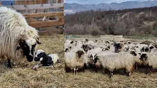 Au fătat 3 oi în timp ce filmam la stână