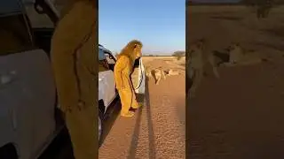 Will the Lions Accept Him? 🦁 A Lion Costume in the African Savanna #shorts