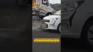 Leopard injured in car accident, escapes. The incident occurred on Pune-Nashik Highway.