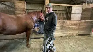 Update on laminitic horse with therapeutic rocker shoes