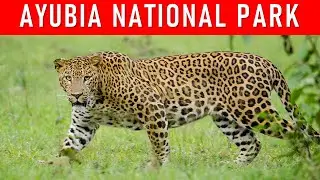 MIND-BLOWING Secrets of Ayubia National Park, Pakistan