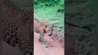 Leopard in sri lanka #leopards #bigcats #tiger