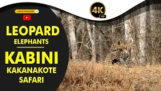 Leopard & Elephant Sighting | Kabini Kakanakote Safari | | Nagarahole Tiger Reserve | Dammanakatte