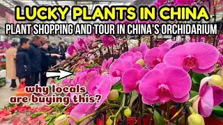 LUCKY PLANTS FOR CHINESE PEOPLE | Feng Shui Chinese New Year Lucky Plants 2025 &bull; Plant Shop In China