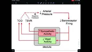 (POD II): Short-term regulation of blood pressure