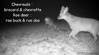 Chevreuils : brocard & chevrette / Roe deer : roe buck & roe doe